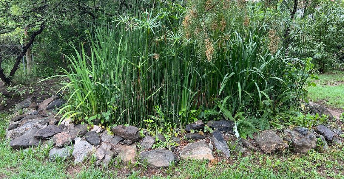 Tratamiento ecológico de aguas